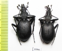 Cychrus italicus  Italy - INSECTS-STORE.RU