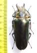 Trictenotomidae, Autocrates vitalisi  Vietnam - INSECTS-STORE.RU