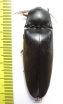 Elteridae sp.  Thailand 58mm - INSECTS-STORE.RU