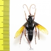 Hymenoptera sp.  South Africa Rep. - INSECTS-STORE.RU