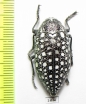 Julodis klapaleki  Iran, Hormozgan prov. - INSECTS-STORE.RU