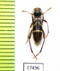 Brachyclytus singularis  Russia, Far East - INSECTS-STORE.RU