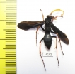 Hymenoptera sp.  South Africa Rep. - INSECTS-STORE.RU