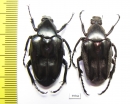 Plectrone borneensis, pair  Indonesia, Sumatra - INSECTS-STORE.RU
