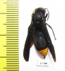 Hymenoptera sp.  South Africa Rep. - INSECTS-STORE.RU