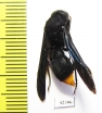 Hymenoptera sp.  South Africa Rep. - INSECTS-STORE.RU
