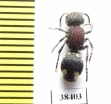 Mutillidae sp.  Zambia - INSECTS-STORE.RU