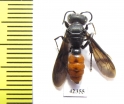 Hymenoptera sp.  South Africa Rep. - INSECTS-STORE.RU