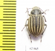 Pterolasia squalida  Morocco - INSECTS-STORE.RU