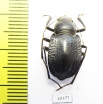 Platyesia karelini  Uzbekistan - INSECTS-STORE.RU