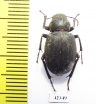 Thriptera pastor  Kazakhstan - INSECTS-STORE.RU
