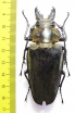 Trictenotomidae, Autocrates vitalisi  Vietnam - INSECTS-STORE.RU