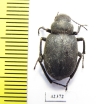 Thriptera pastor  Kazakhstan - INSECTS-STORE.RU