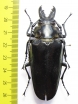 Trictenotomidae, Autocrates vitalisi  Vietnam - INSECTS-STORE.RU