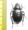 Pelorocnemis kraatzi  Kazakhstan - INSECTS-STORE.RU