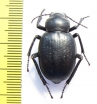 Pelorocnemis punctigera  Uzbekistan - INSECTS-STORE.RU
