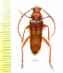 Gahania sp.  South Africa Rep. - INSECTS-STORE.RU