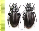 Carabus (Aulonocarabus) canaliculatus, pair  Russia, Irkutsk reg. - INSECTS-STORE.RU