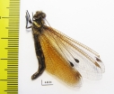 Ascalaphidae sp.  China, Gansu prov. - INSECTS-STORE.RU