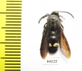 Scoliidae sp.  Tajikistan, Pamir - INSECTS-STORE.RU