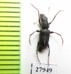 Anthribidae sp.  Madagascar - INSECTS-STORE.RU