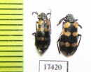 Meloidae sp.  Namibia - INSECTS-STORE.RU