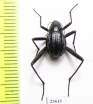 Tenebrionidae sp.  South Africa Rep. - INSECTS-STORE.RU