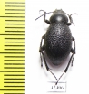 Lasiostola grandis elongata  Iran, Khorasan prov. - INSECTS-STORE.RU