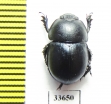 Odontotrypes glaber  China - INSECTS-STORE.RU