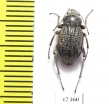 Lasiostola machnovskii  Tajikistan - INSECTS-STORE.RU