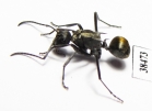 Formicidae sp.  Australia - INSECTS-STORE.RU