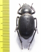 Pimeliocnera gebieni  Tajikistan - INSECTS-STORE.RU