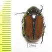Trichostetha capensis ssp.  South Africa Rep. - INSECTS-STORE.RU