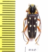Glenea amboynica  Indonesia, Seram isl. - INSECTS-STORE.RU
