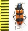 Trichodes sp.  Turkey, Hakkari prov. - INSECTS-STORE.RU
