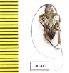 Nyssodrysternum signiferum  Peru - INSECTS-STORE.RU