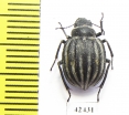 Pterocoma balchashense  Kazakhstan - INSECTS-STORE.RU