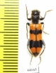 Trichodes longissimus  Turkey, Van prov. - INSECTS-STORE.RU