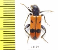 Trichodes sp.  Turkey, Hakkari prov. - INSECTS-STORE.RU