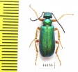 Teratolytta flavipes  Turkey, Van prov. - INSECTS-STORE.RU
