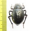 Pisterotarsa gigantea  Kazakhstan - INSECTS-STORE.RU