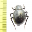 Pisterotarsa gigantea  Kazakhstan - INSECTS-STORE.RU