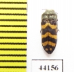 Acmaeoderella sp.  Turkey, Van prov. - INSECTS-STORE.RU