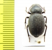 Pseudopachyscelis pygmaea  Uzbekistan - INSECTS-STORE.RU