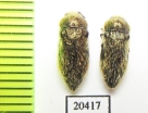 Acmaeoderella vetusta  Iran, Esfahan prov. - INSECTS-STORE.RU