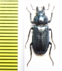 Platycerus primigenius  Georgia - INSECTS-STORE.RU