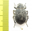 Pachyscelis sp.  Iran, Semnan prov. - INSECTS-STORE.RU