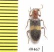 Cleridae sp.  Iran, Boyer-Ahmad prov. - INSECTS-STORE.RU