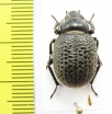 Pachyscelis metopotapha  Iran, Golestan prov. - INSECTS-STORE.RU