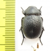 Pachyscelis chrysomeloides  Lebanon - INSECTS-STORE.RU
